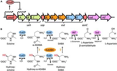 The MocR/GabR Ectoine and Hydroxyectoine Catabolism Regulator EnuR: Inducer and DNA Binding